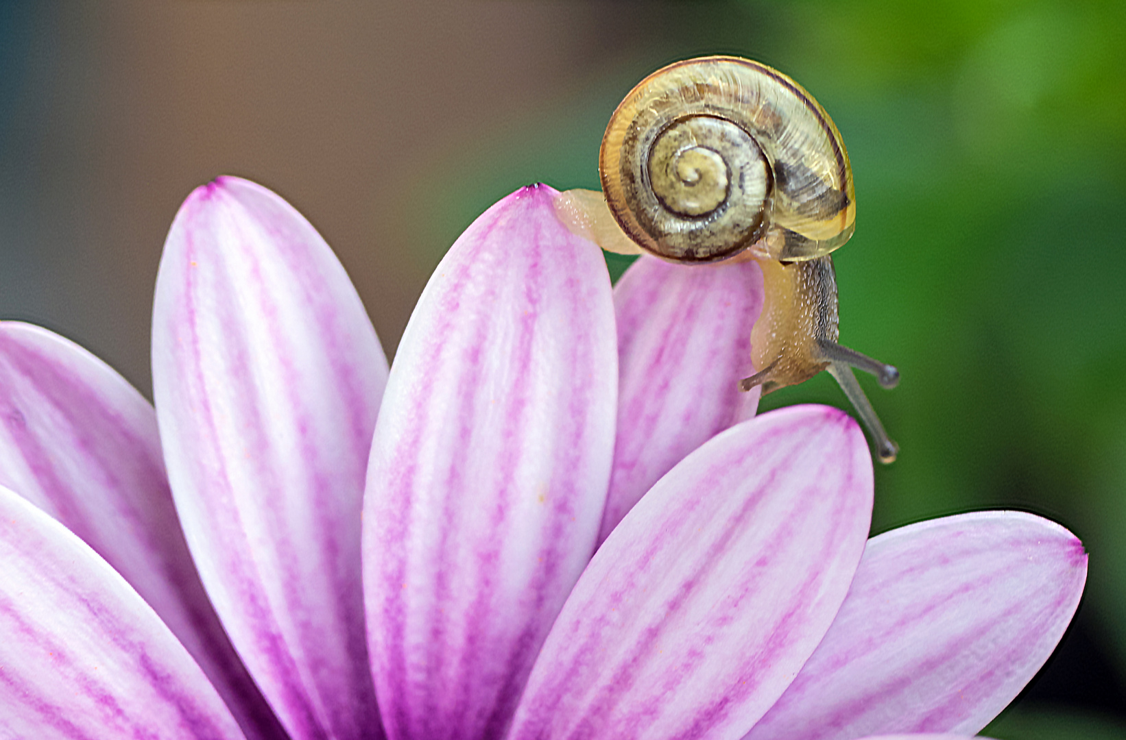 the petal surfer