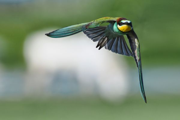 THe Pferd 1 - Rasanz vor Schimmel