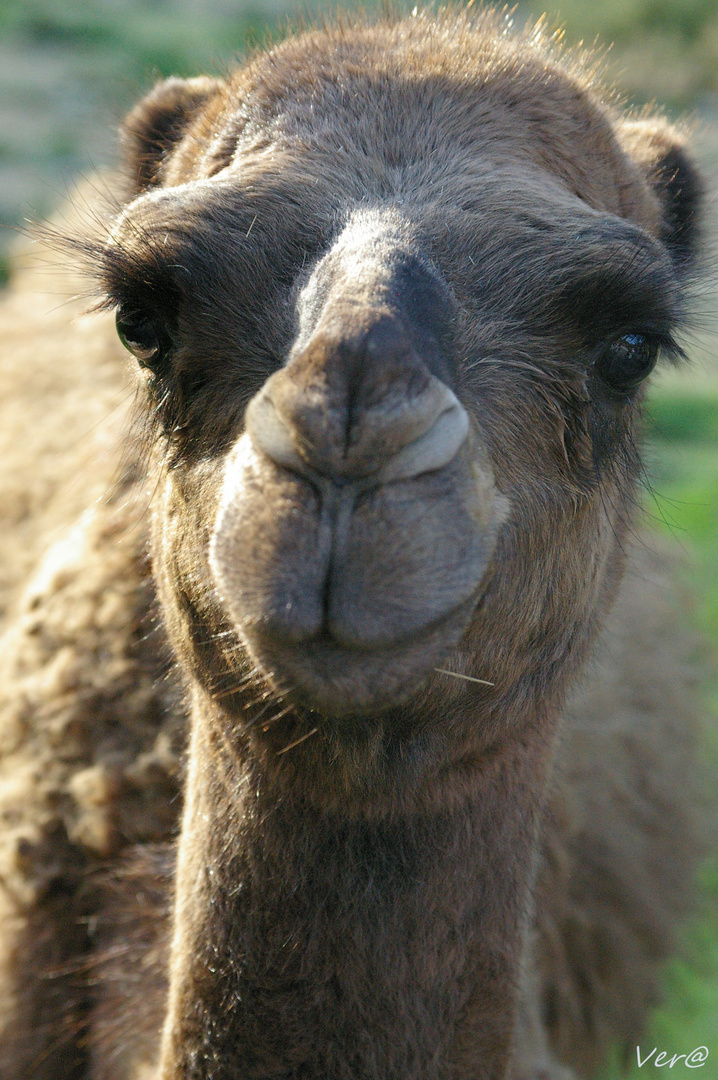 The photographer & the camel