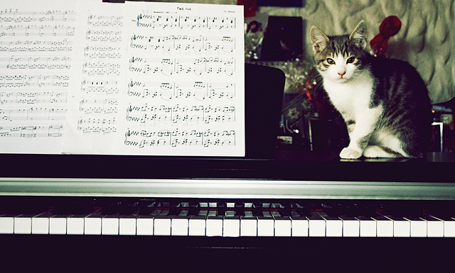 The Piano Cat