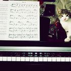 The Piano Cat