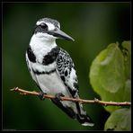 The Pied Kingfisher