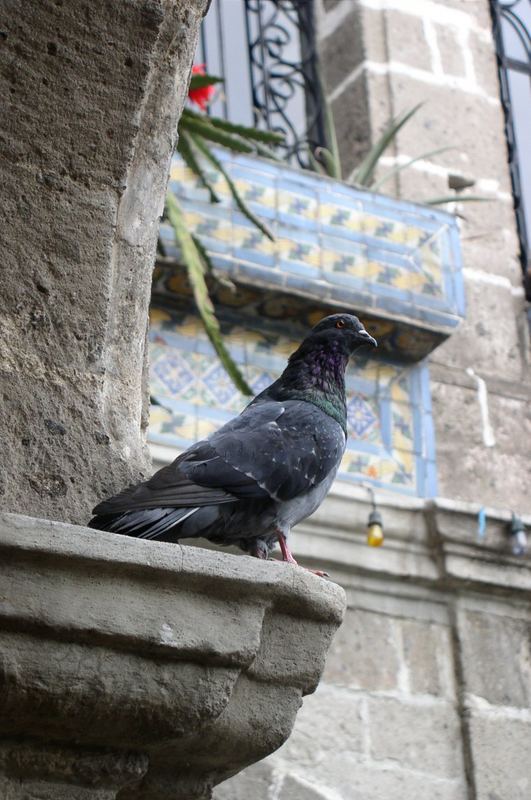 The Pigeon