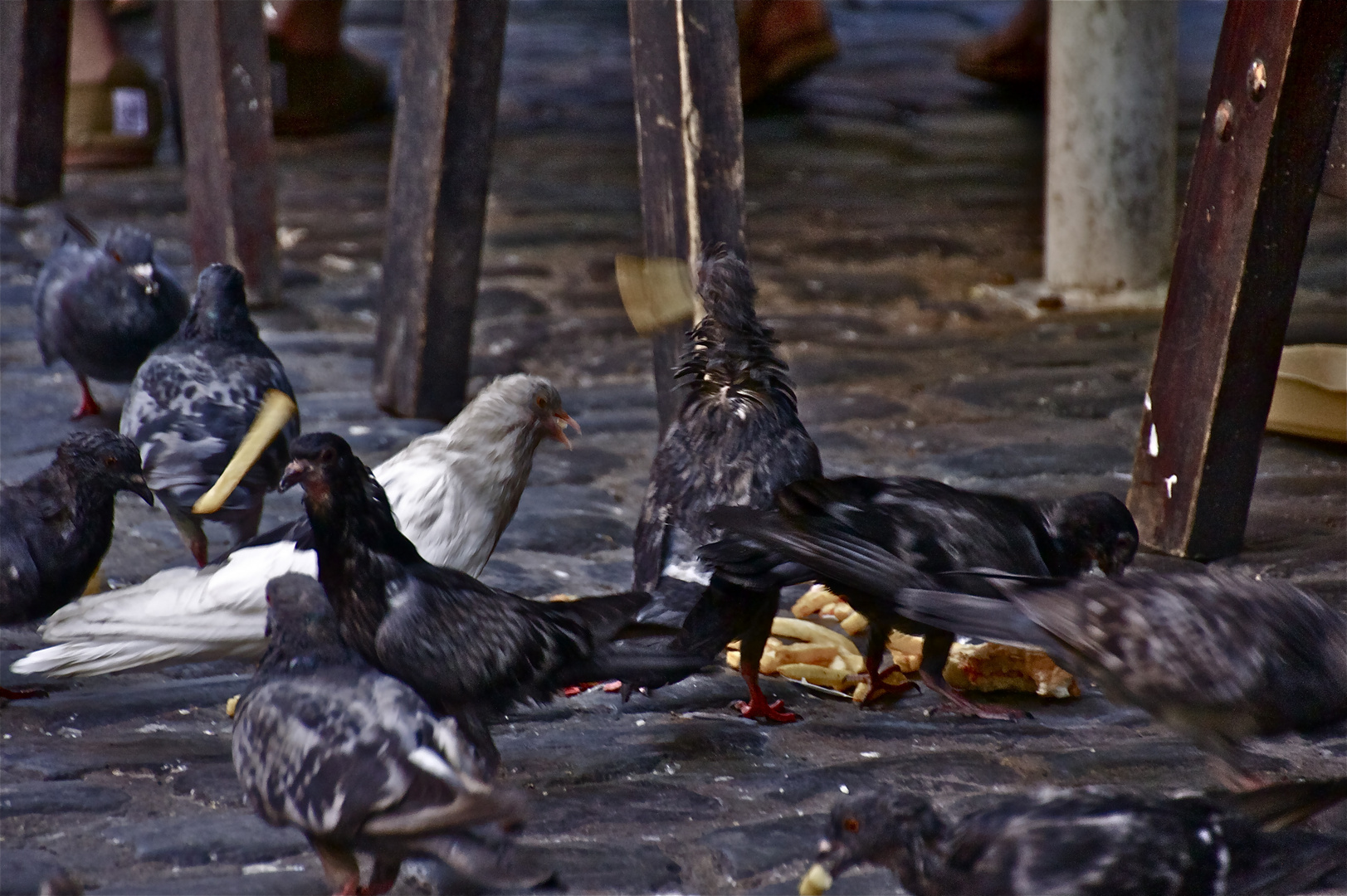 the pigeons of london