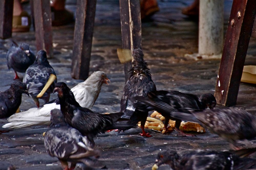 the pigeons of london