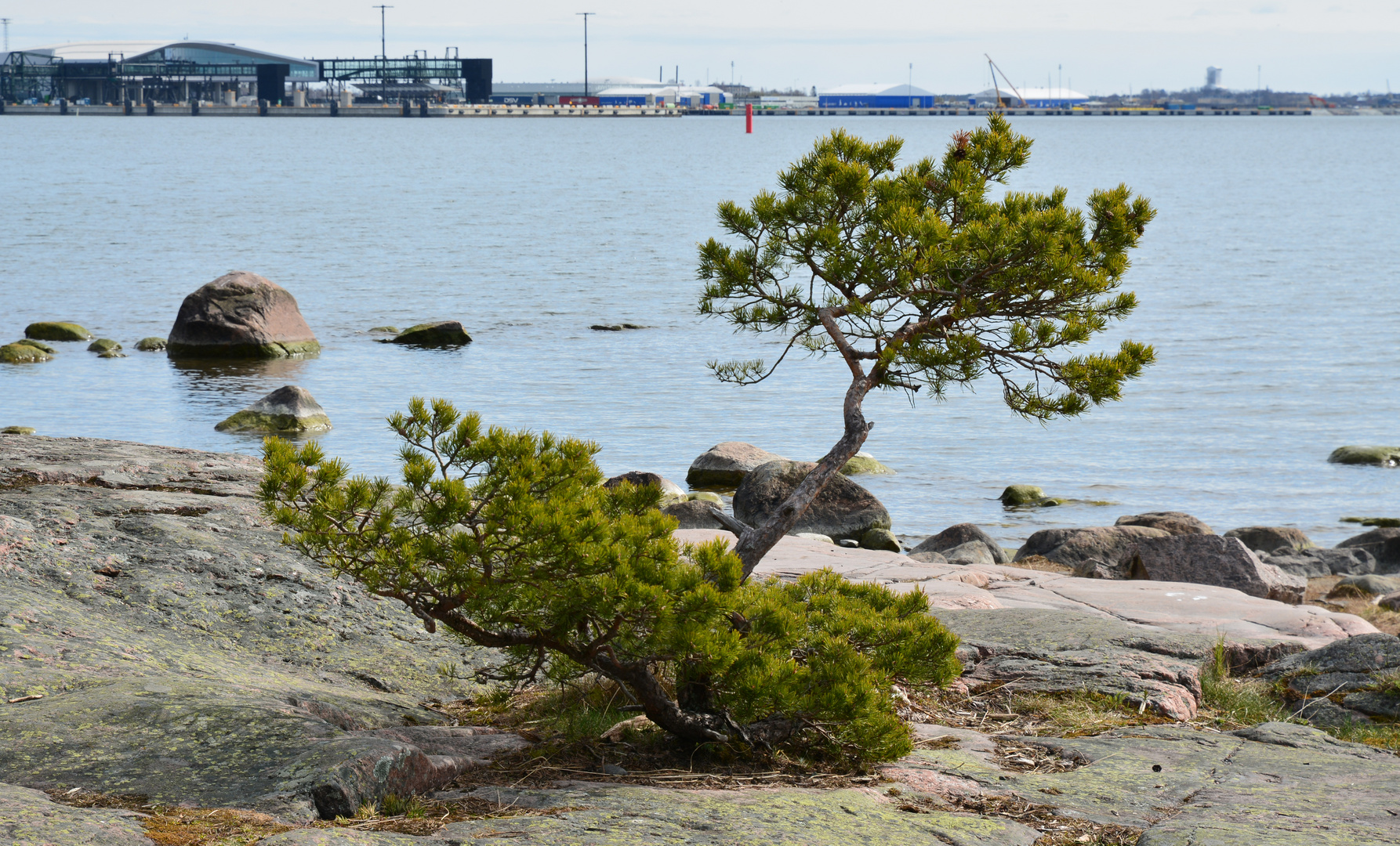 The pines on coastal area of Lauttasaari