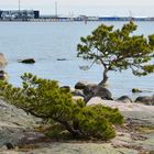 The pines on coastal area of Lauttasaari