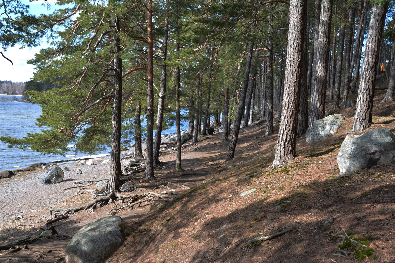 The pines on coastal area of Munkkiniemi