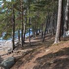 The pines on coastal area of Munkkiniemi