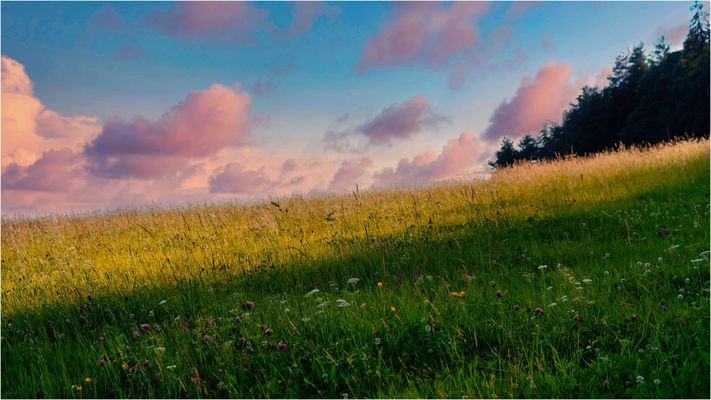 The pink color of the evening.