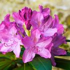 The Pink / Rosa Beauty Rhododendron (erstmalige Blüte nach langer Zeit ) ) 