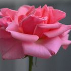 The pink rose