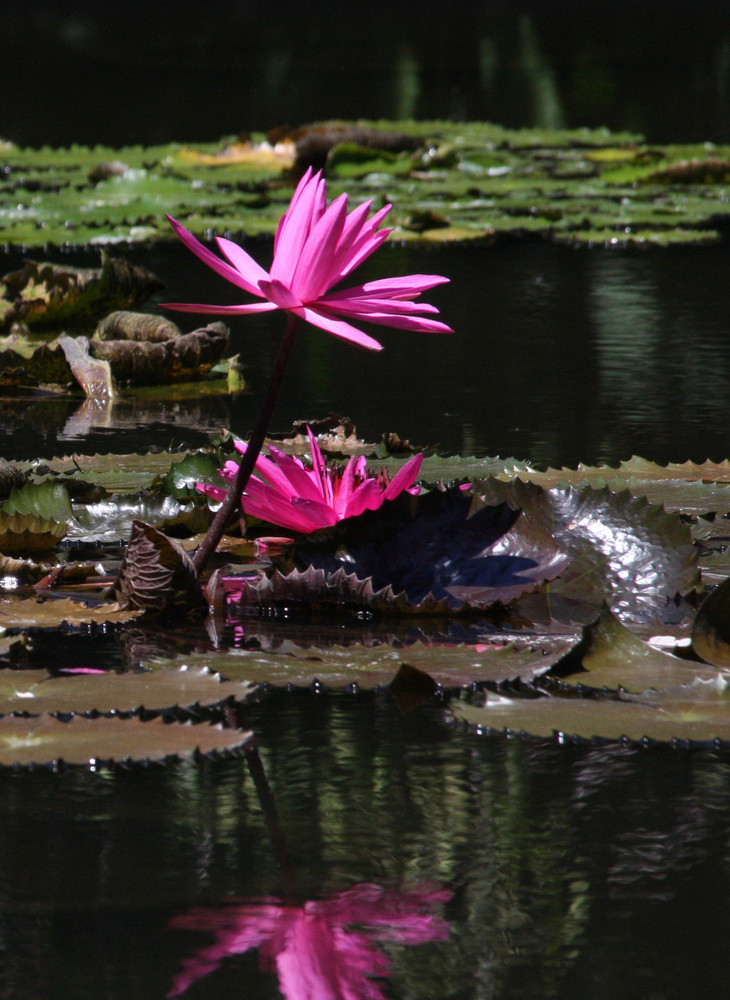 The pink world