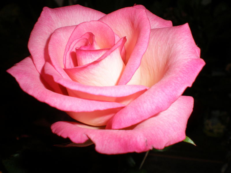 The pinki rose