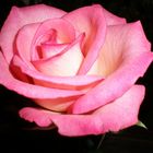 The pinki rose