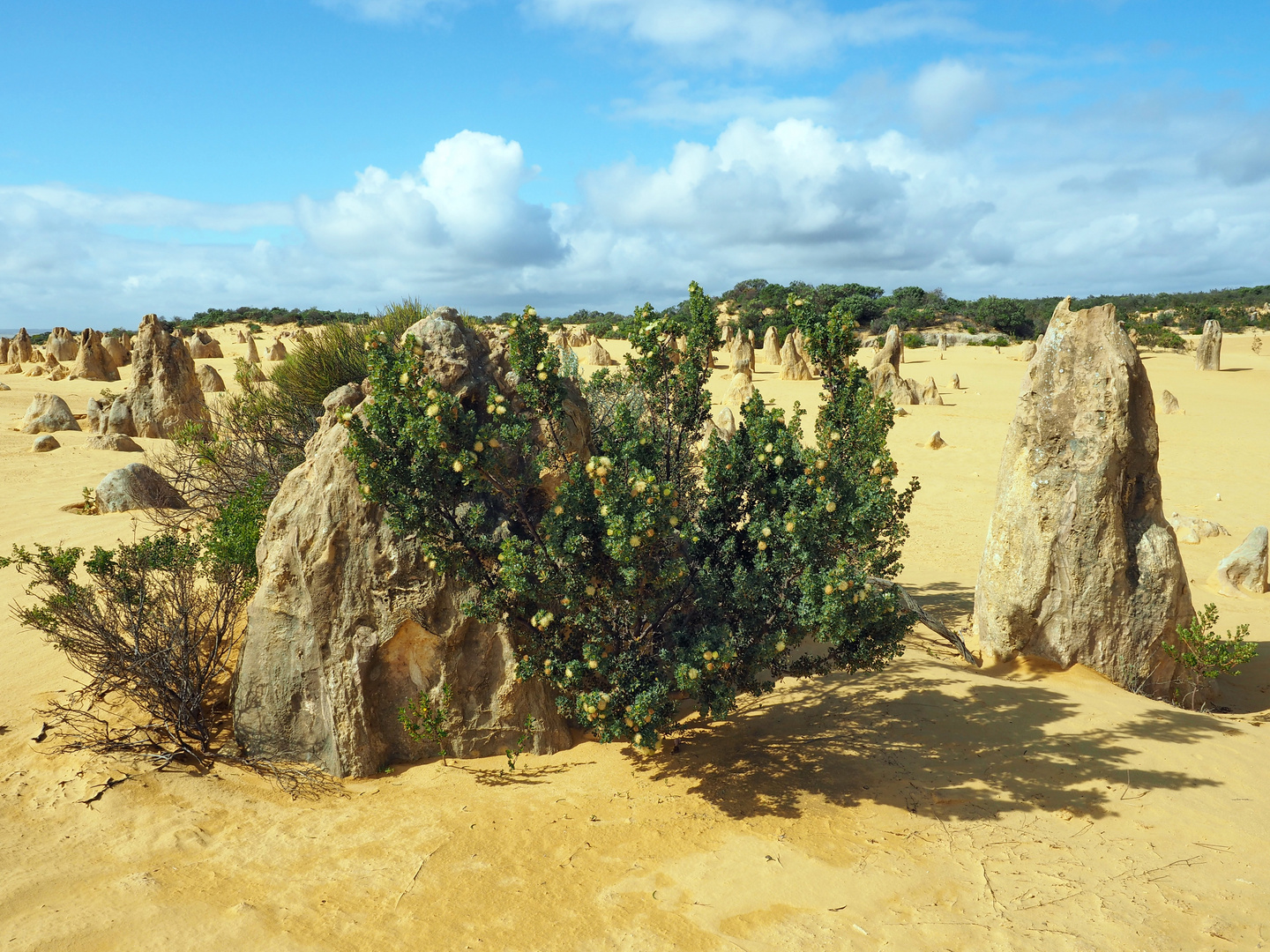 The Pinnacles Desert (4)