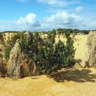 The Pinnacles Desert (4)