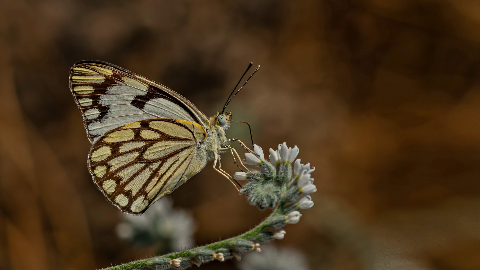 The Pioneer White Butterfly