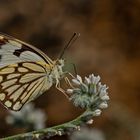 The Pioneer White Butterfly