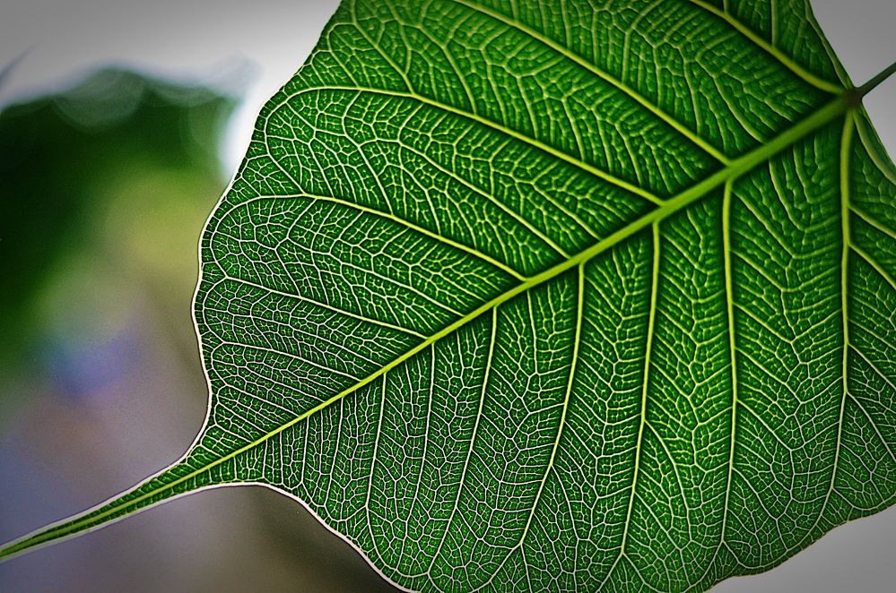 the Pipal tree leaf photo & image plants, fungi