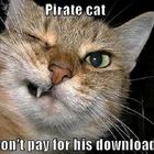 the pirate cat