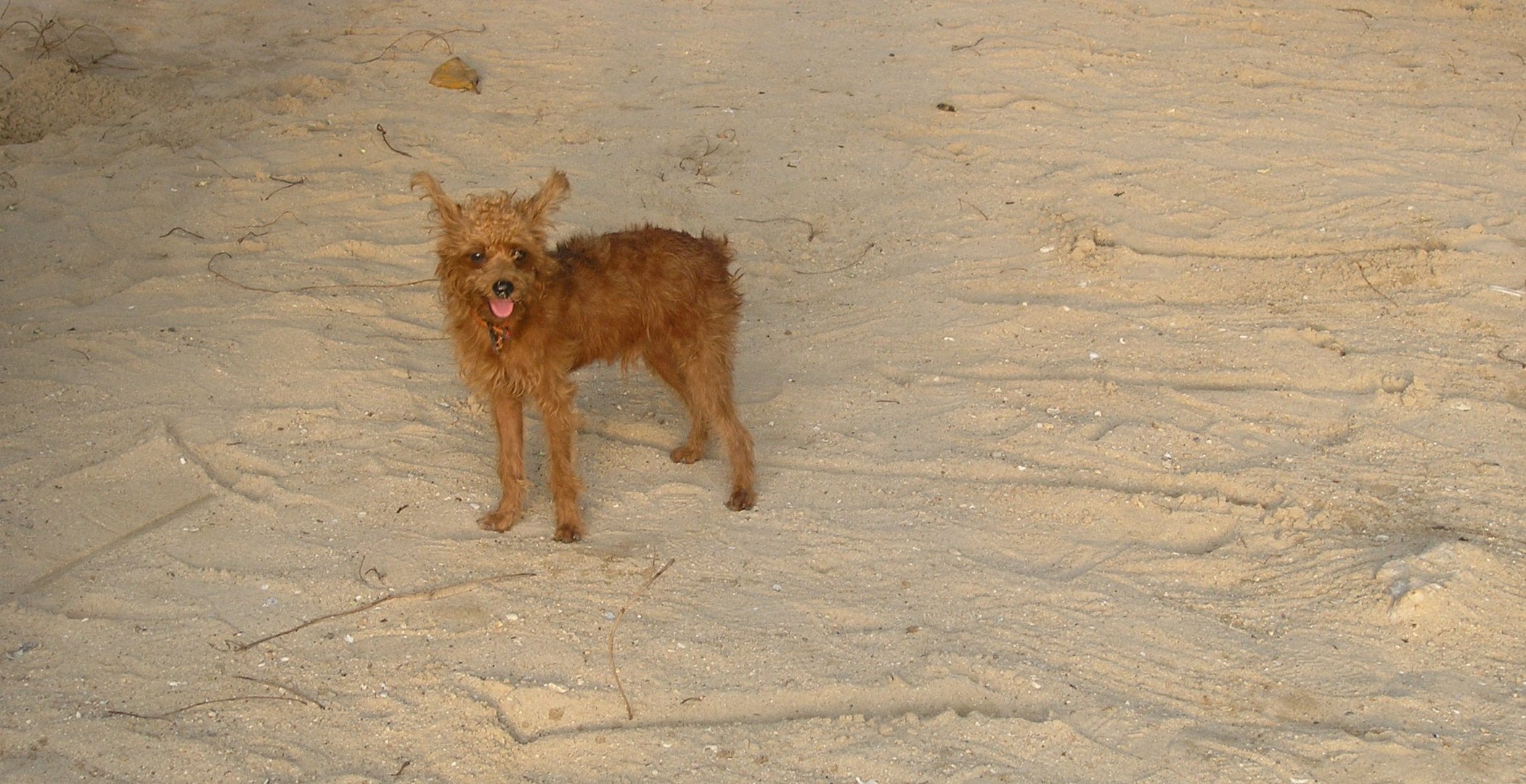 the pissing dog on the beach