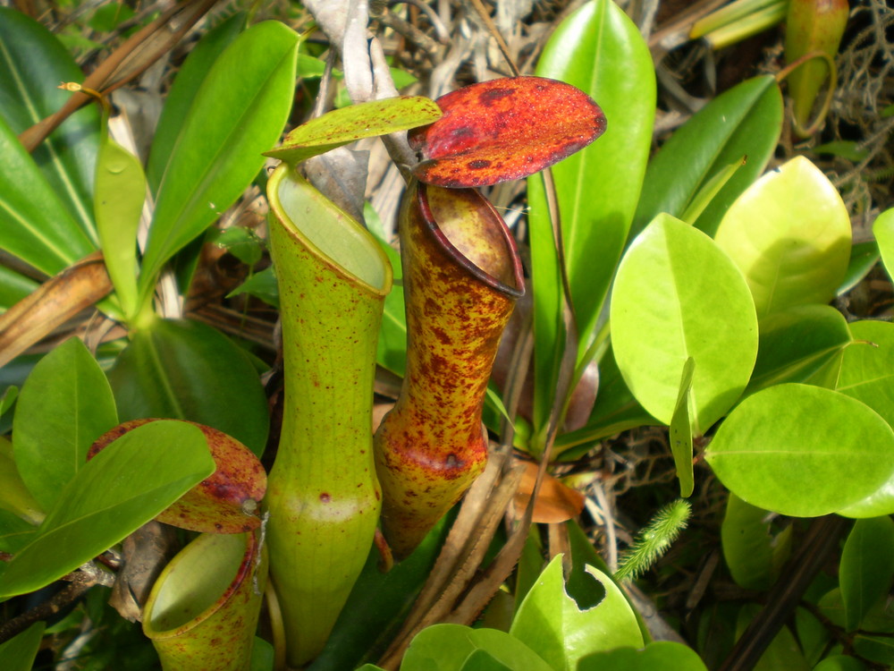 the pitcher plant