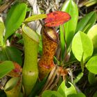 the pitcher plant