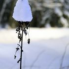 The plant after snow train