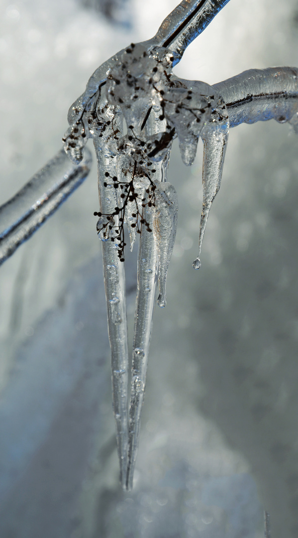 The plant be covered with ice