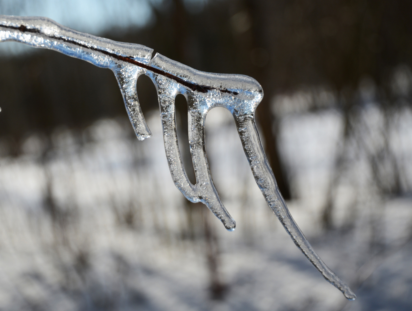 The plant be covered with ice 