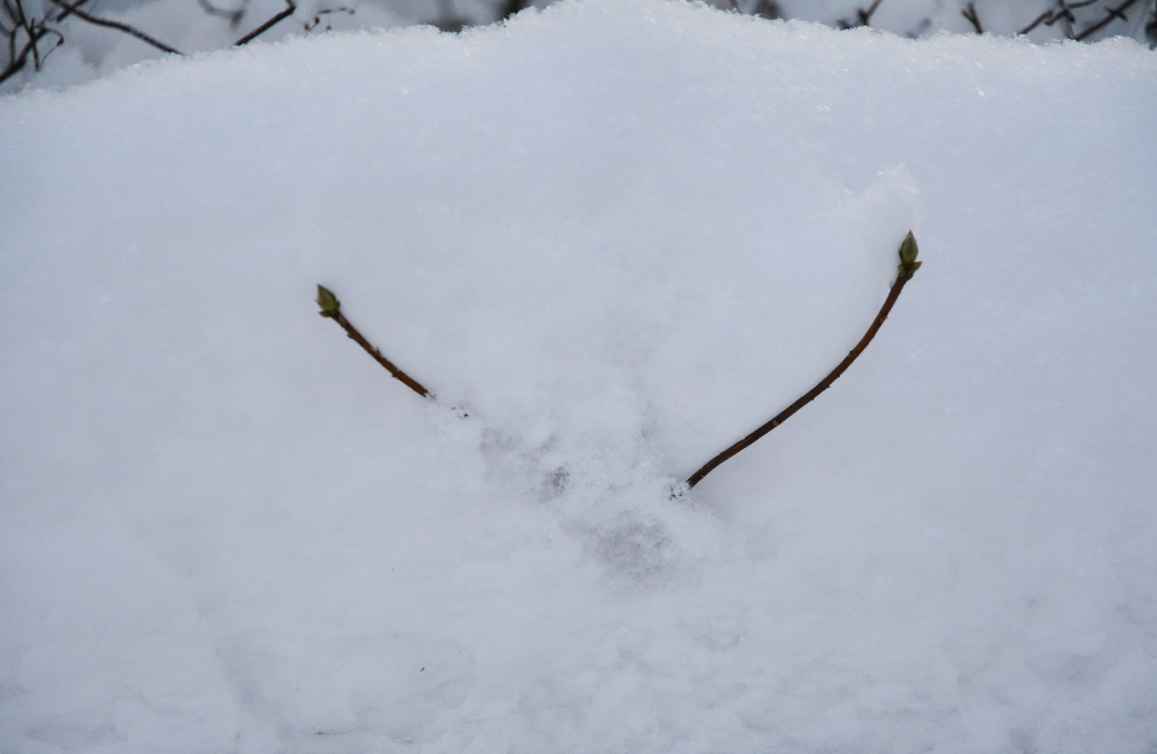 The plant under snow