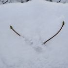 The plant under snow