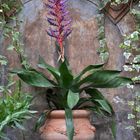 The plantpot in greenhouse