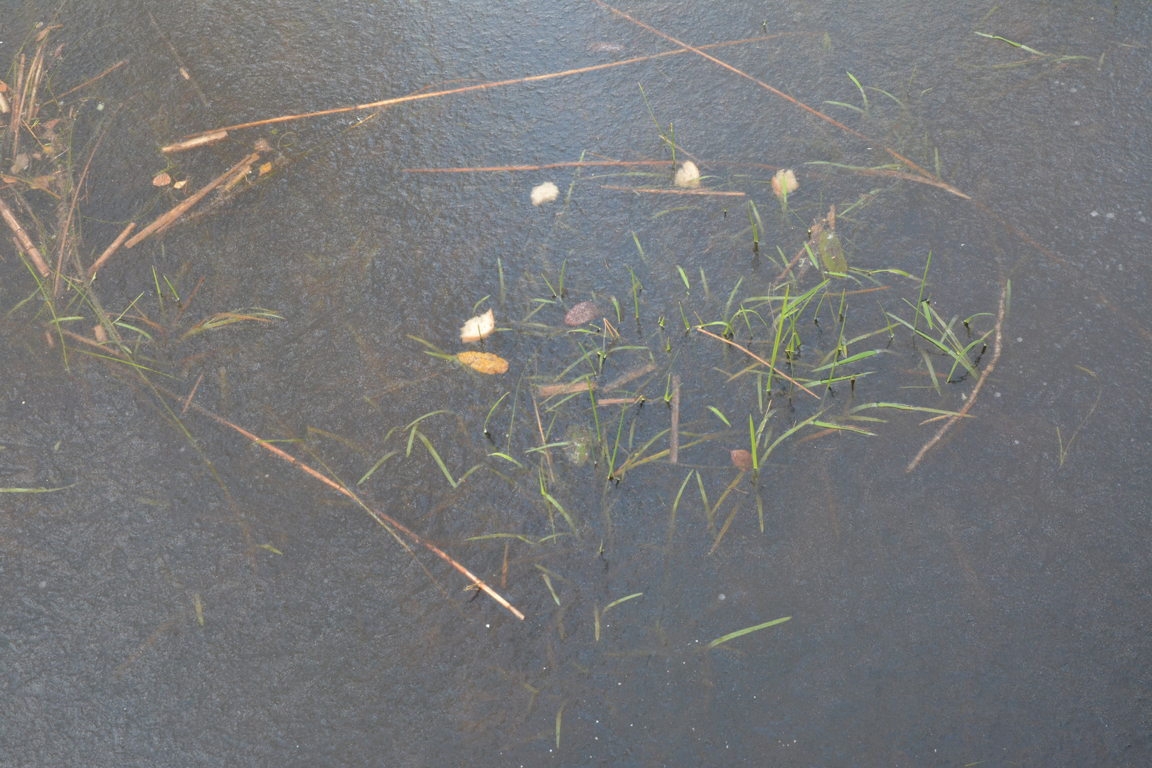 The plants under the ice