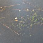 The plants under the ice