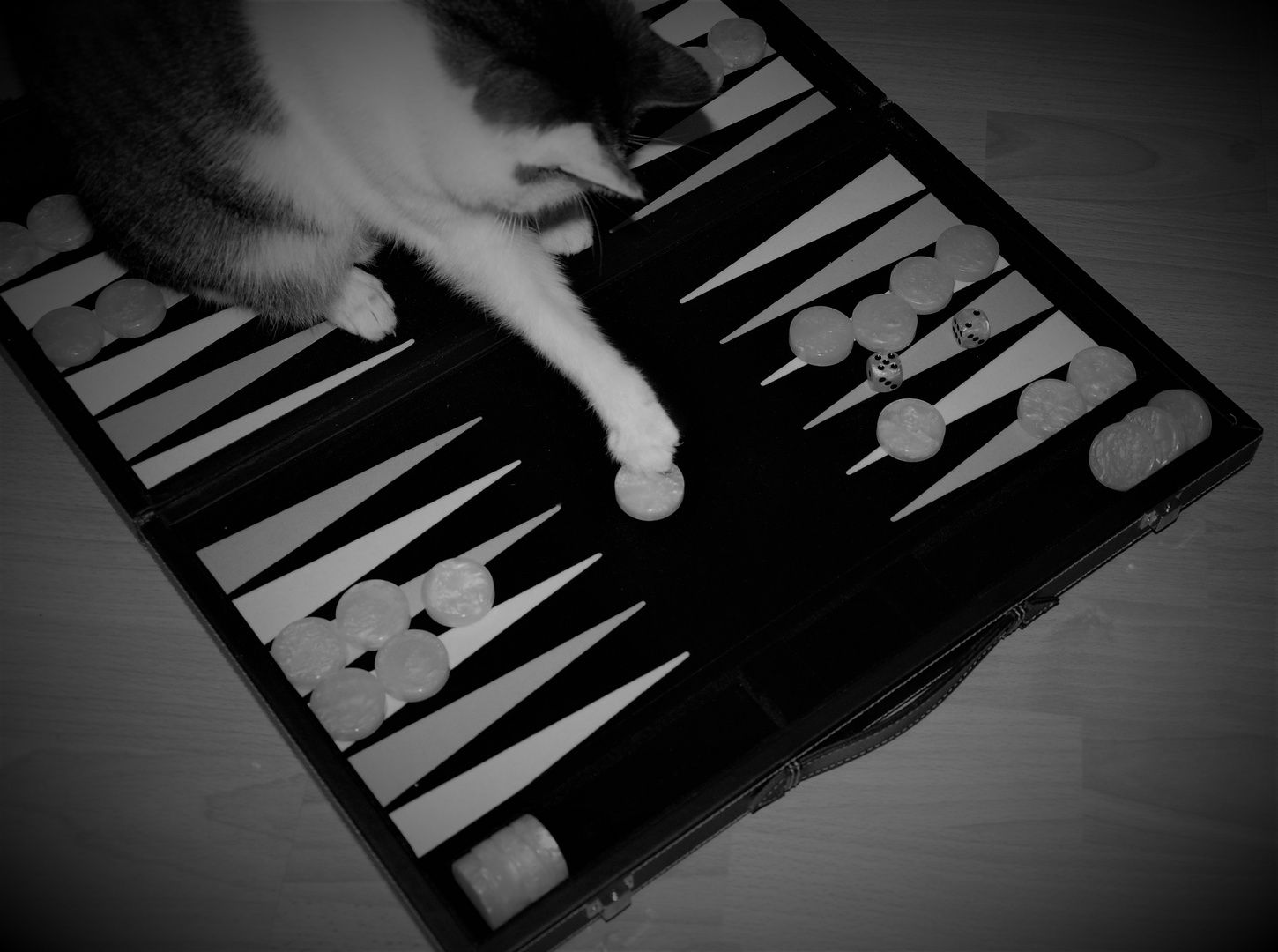 The player cat