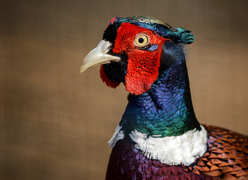 The pleasant pheasant