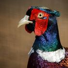 The pleasant pheasant