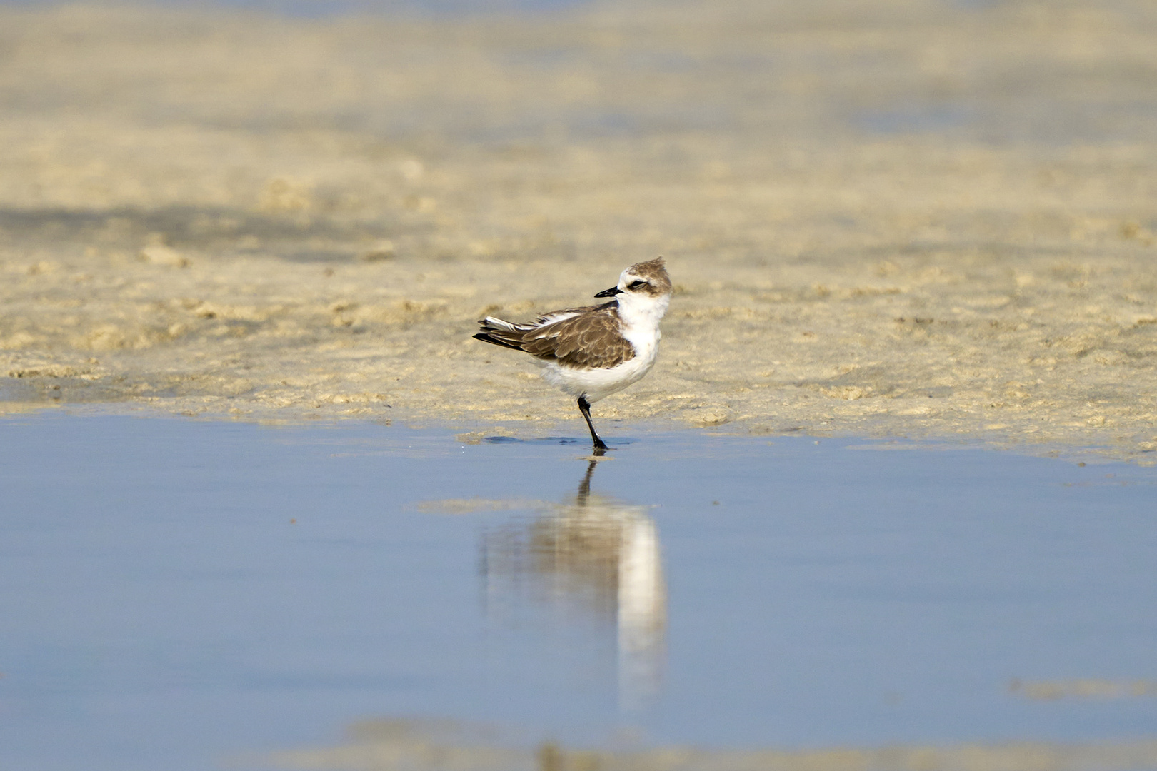 The Plovers