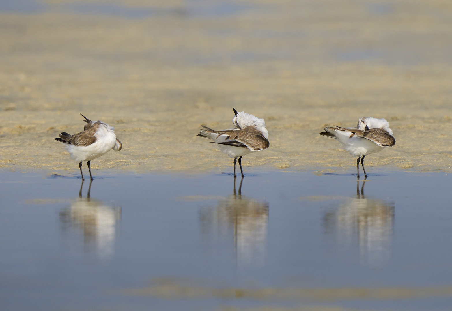 The Plovers