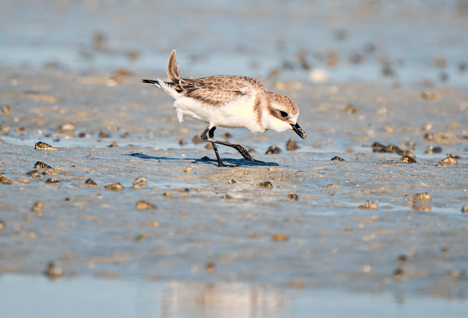 The Plovers 