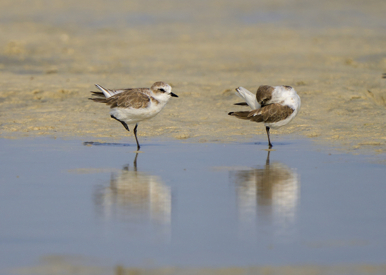 The Plovers