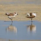 The Plovers