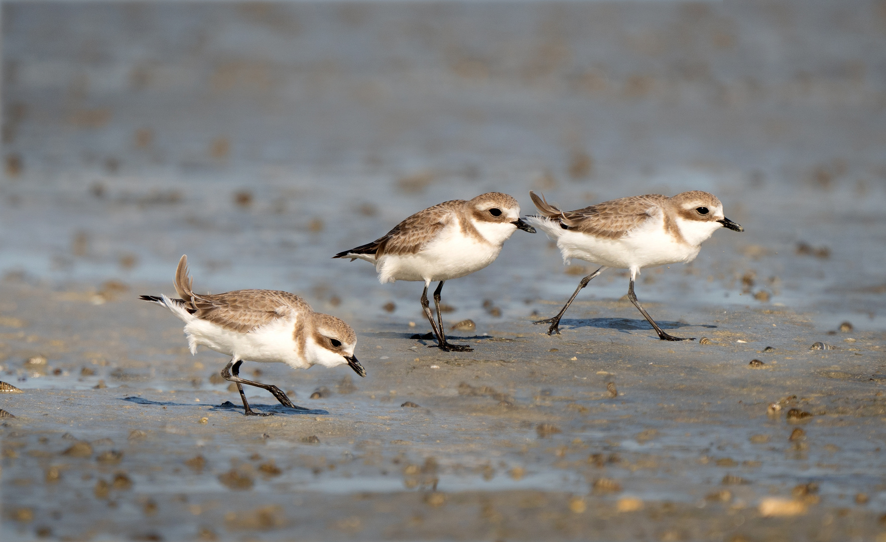 The Plovers 