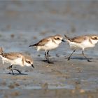 The Plovers 