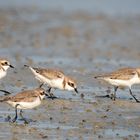 The Plovers 