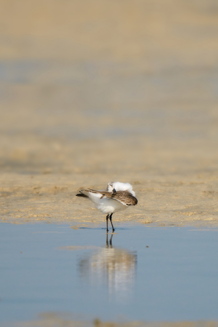 The Plovers