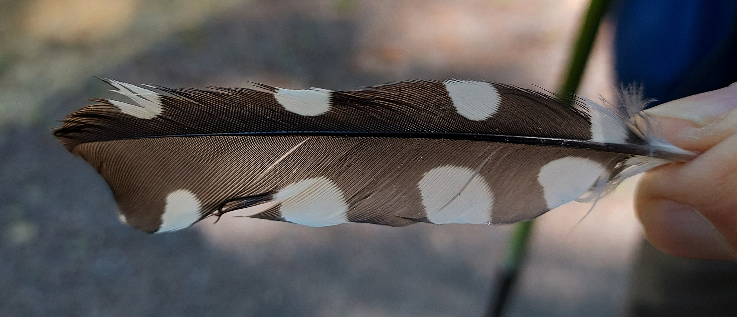 The plume of spotted nutcracker