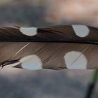 The plume of spotted nutcracker